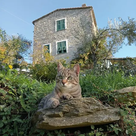 Semesterbostad Rustico Tra Gli Ulivi *