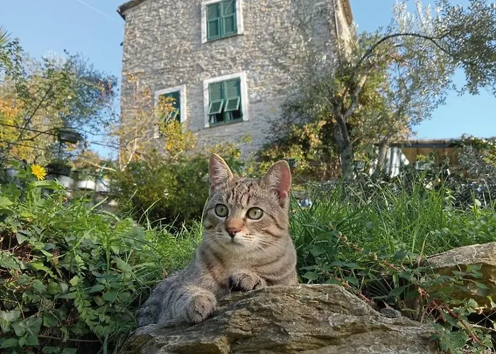 Дом отдыха Rustico Tra Gli Ulivi *